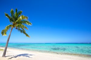 paradise beach with palm tree